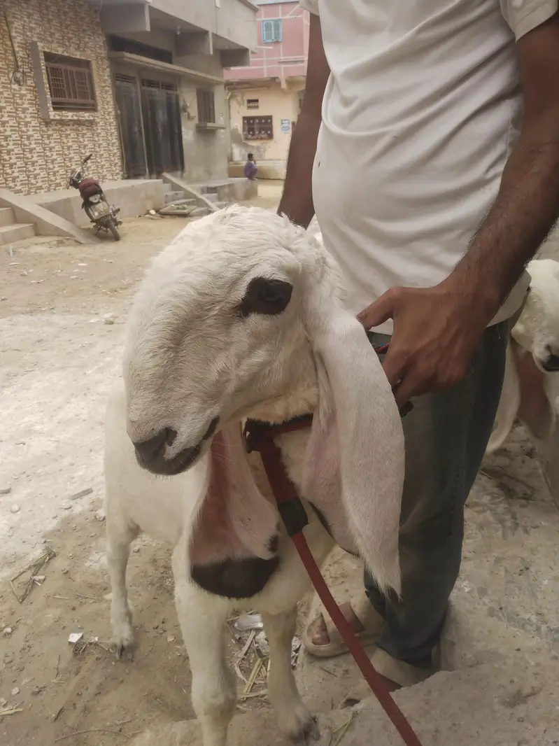 gajla — photo 2