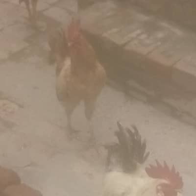 3 Pure desi murgai for sale