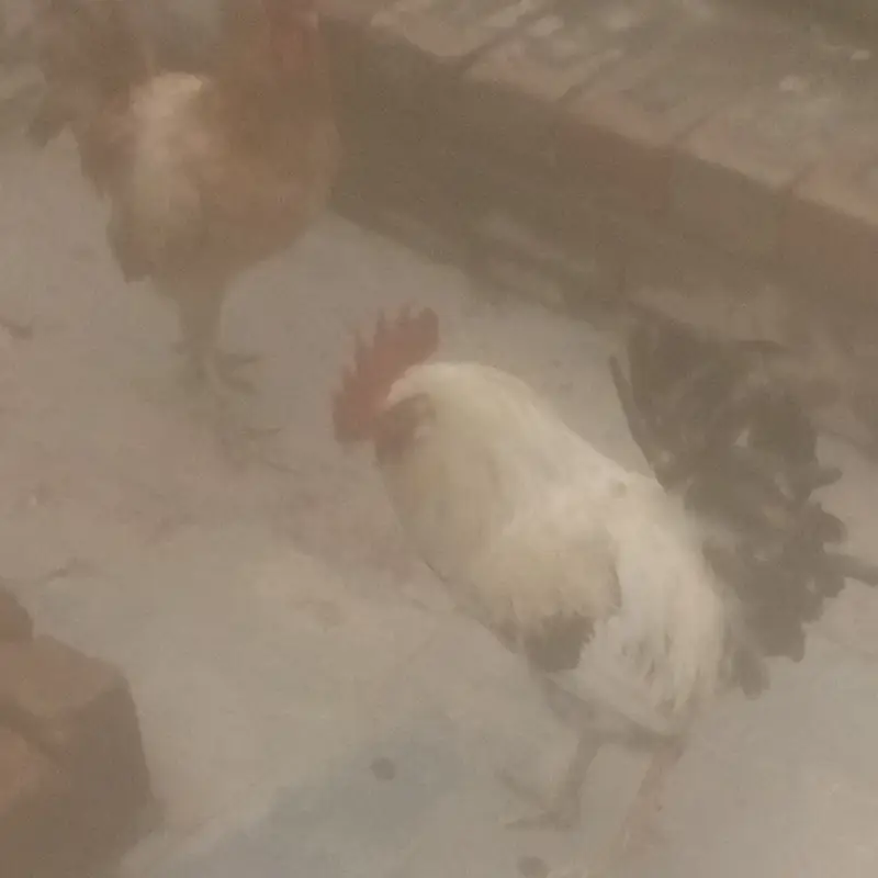 3 Pure desi murgai for sale — photo 2