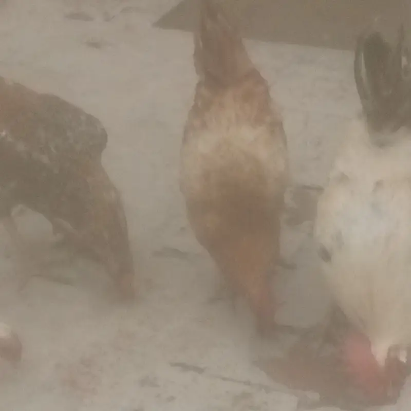 3 Pure desi murgai for sale — photo 3