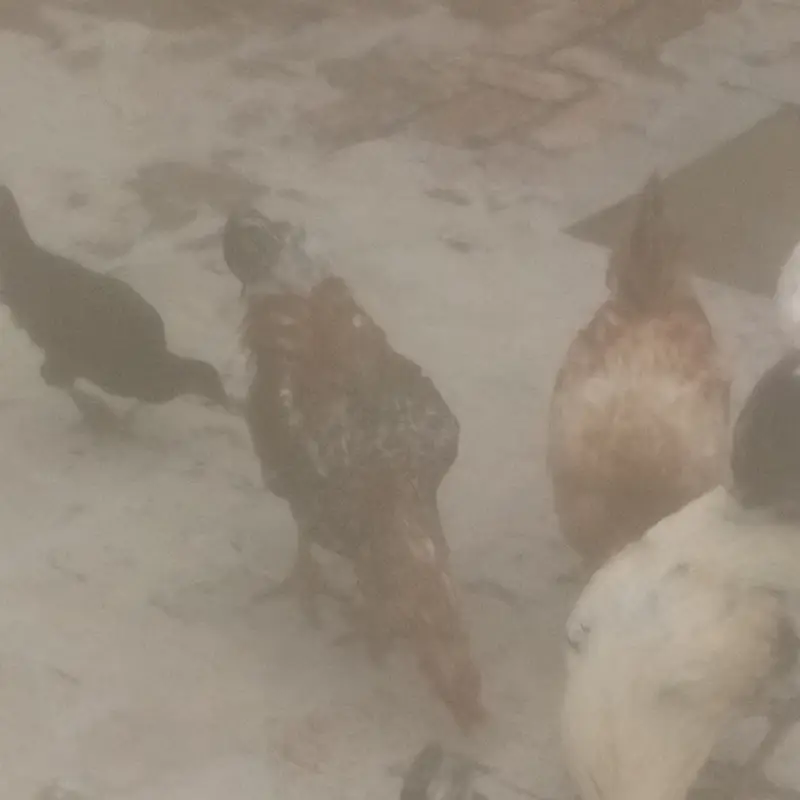 3 Pure desi murgai for sale — photo 4