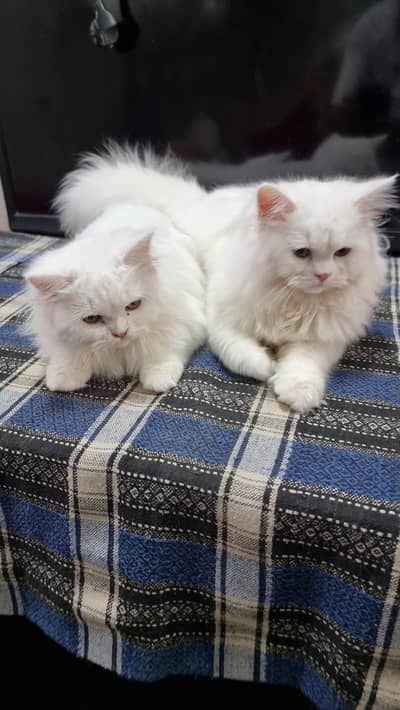 persian pair 6 month
