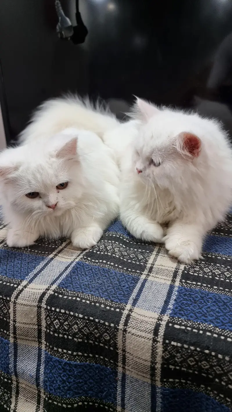 persian pair 6 month — photo 2