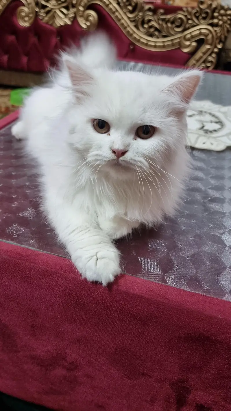 persian pair 6 month — photo 3