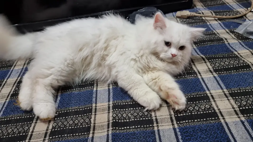 persian pair 6 month — photo 4