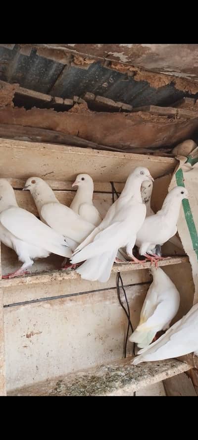 Patti wale pigeon