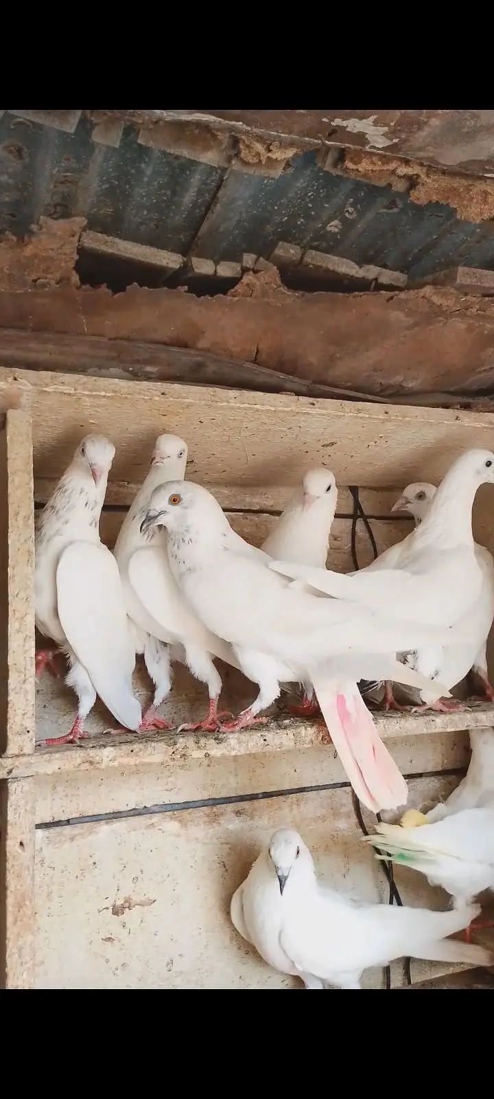 Patti wale pigeon — photo 2