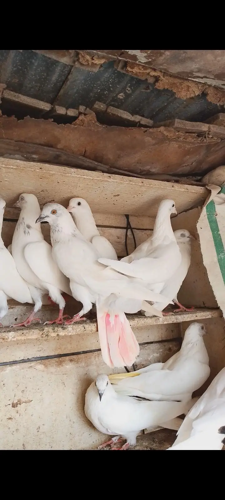 Patti wale pigeon — photo 3
