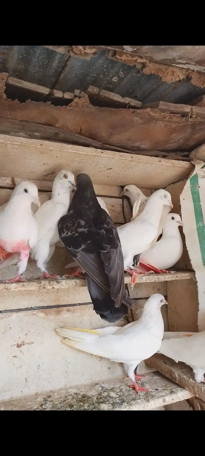 Patti wale pigeon — photo 4