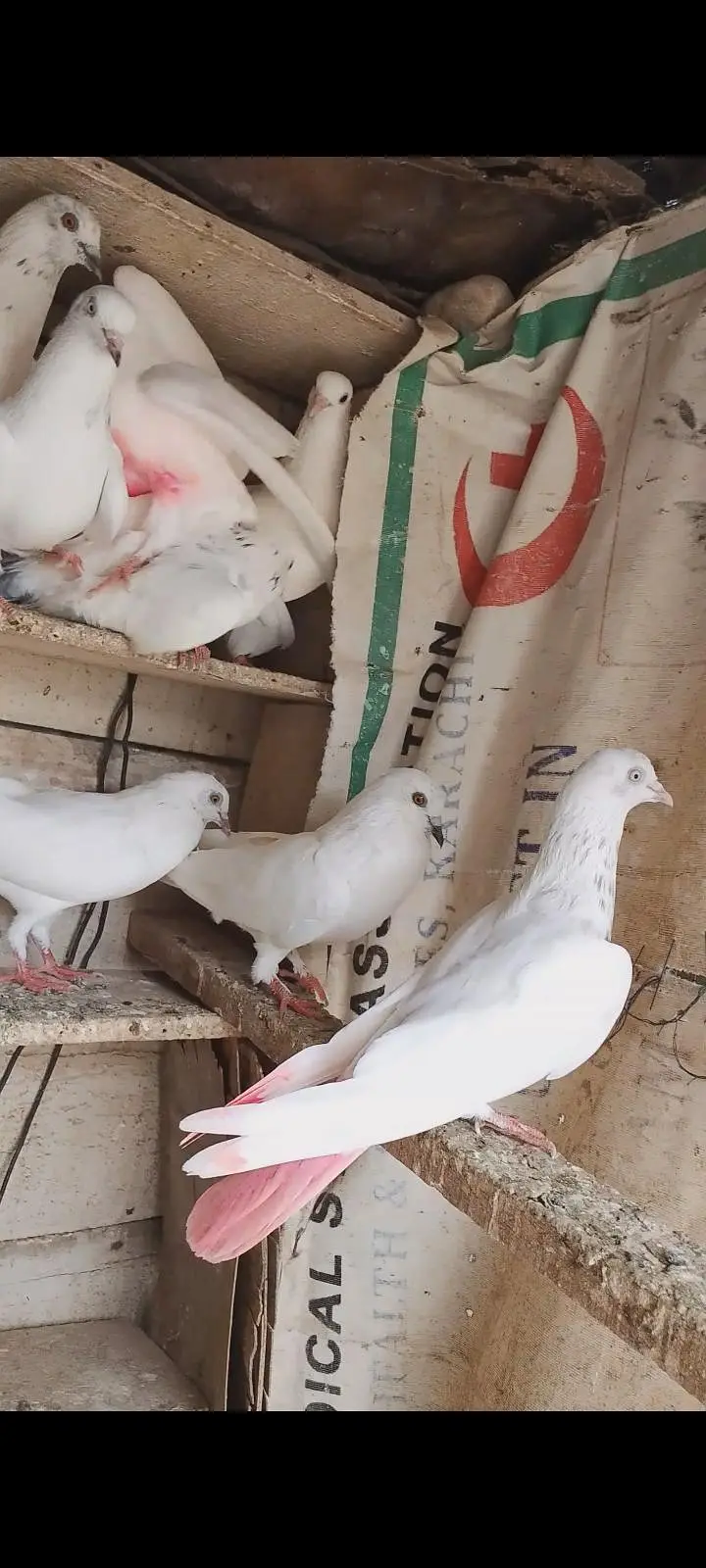Patti wale pigeon — photo 5