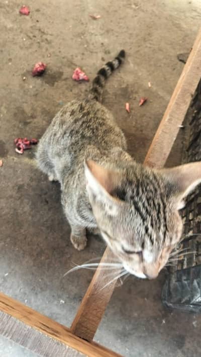 cat for sale