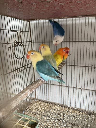 Lovebird Pale Fellows And Split Pale Fellows (Read Description)