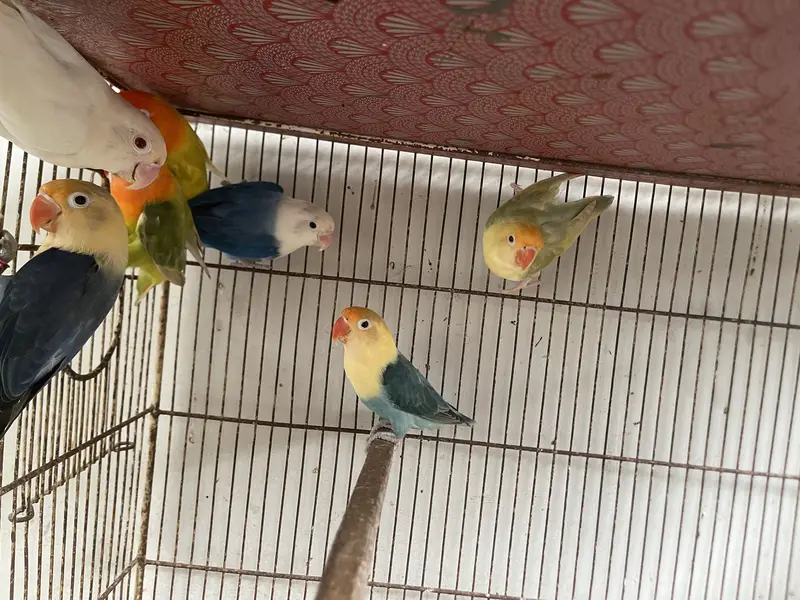 Lovebird Pale Fellows And Split Pale Fellows (Read Description) — photo 2