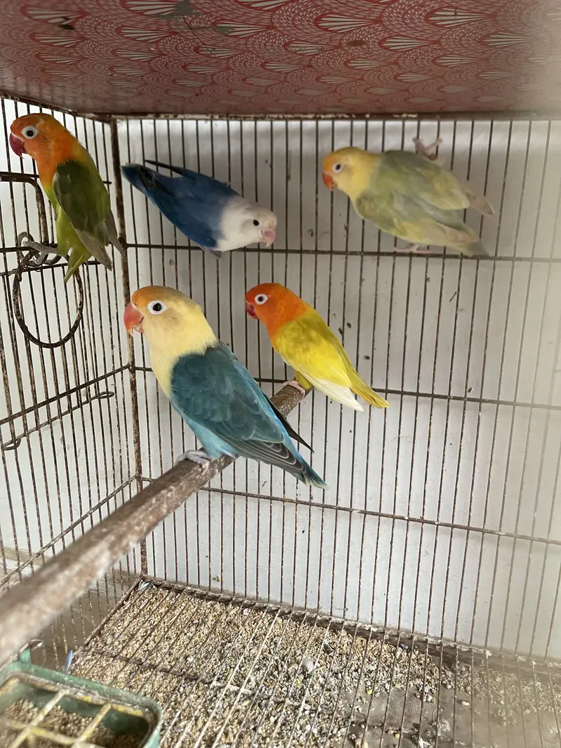 Lovebird Pale Fellows And Split Pale Fellows (Read Description) — photo 3