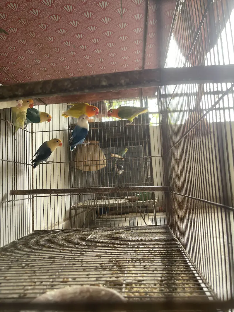 Lovebird Pale Fellows And Split Pale Fellows (Read Description) — photo 4