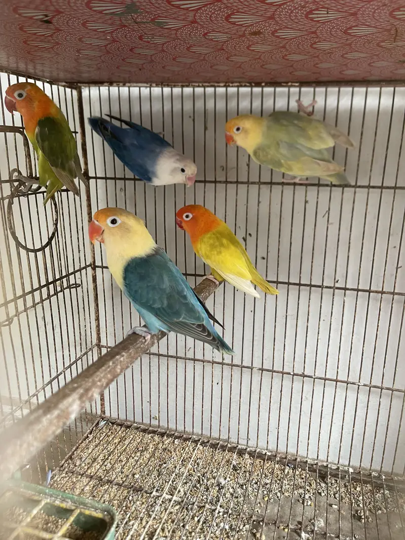 Lovebird Pale Fellows And Split Pale Fellows (Read Description) — photo 5