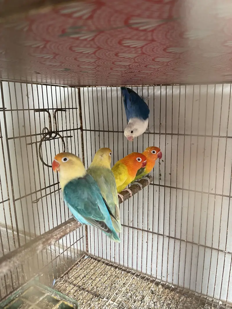 Lovebird Pale Fellows And Split Pale Fellows (Read Description) — photo 6