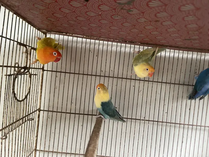 Lovebird Pale Fellows And Split Pale Fellows (Read Description) — photo 7