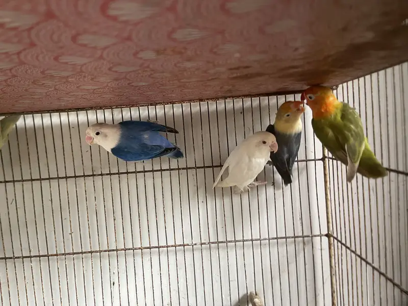 Lovebird Pale Fellows And Split Pale Fellows (Read Description) — photo 8