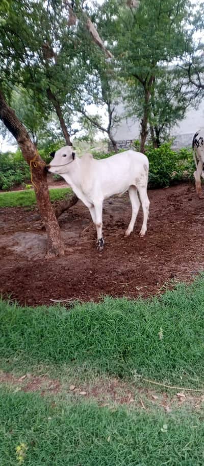 Fateh jangi bull