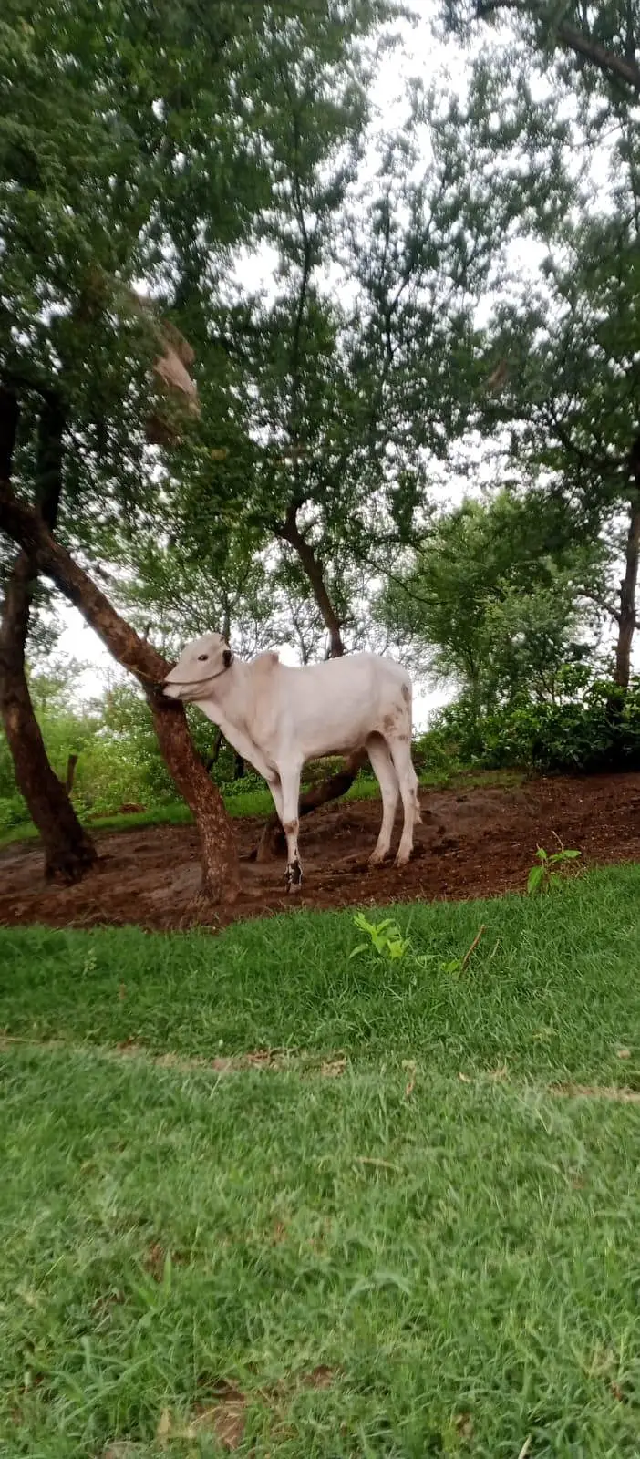 Fateh jangi bull — photo 2
