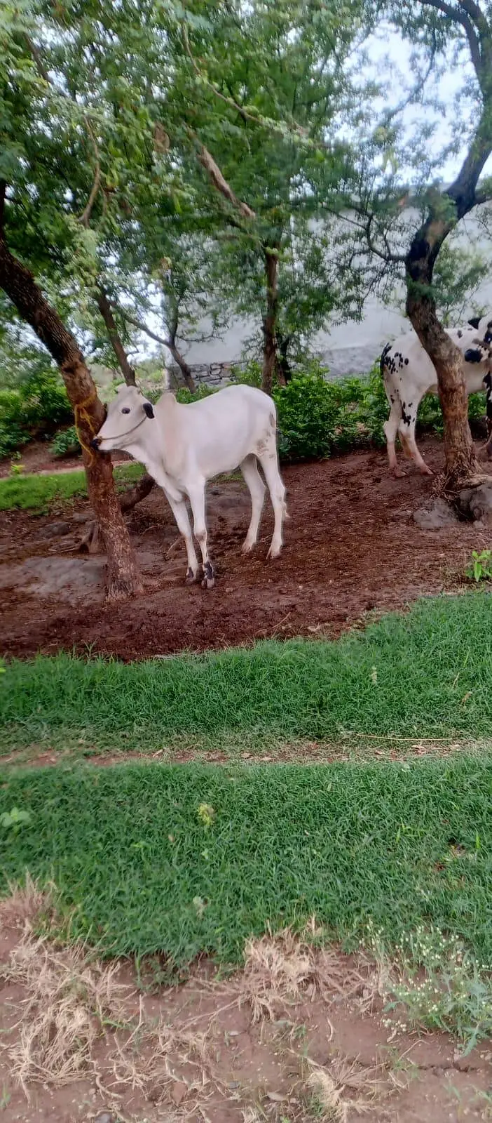 Fateh jangi bull — photo 3
