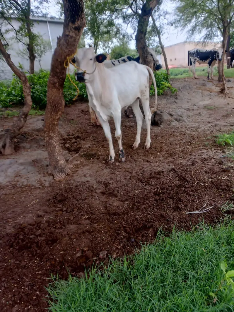Fateh jangi bull — photo 4