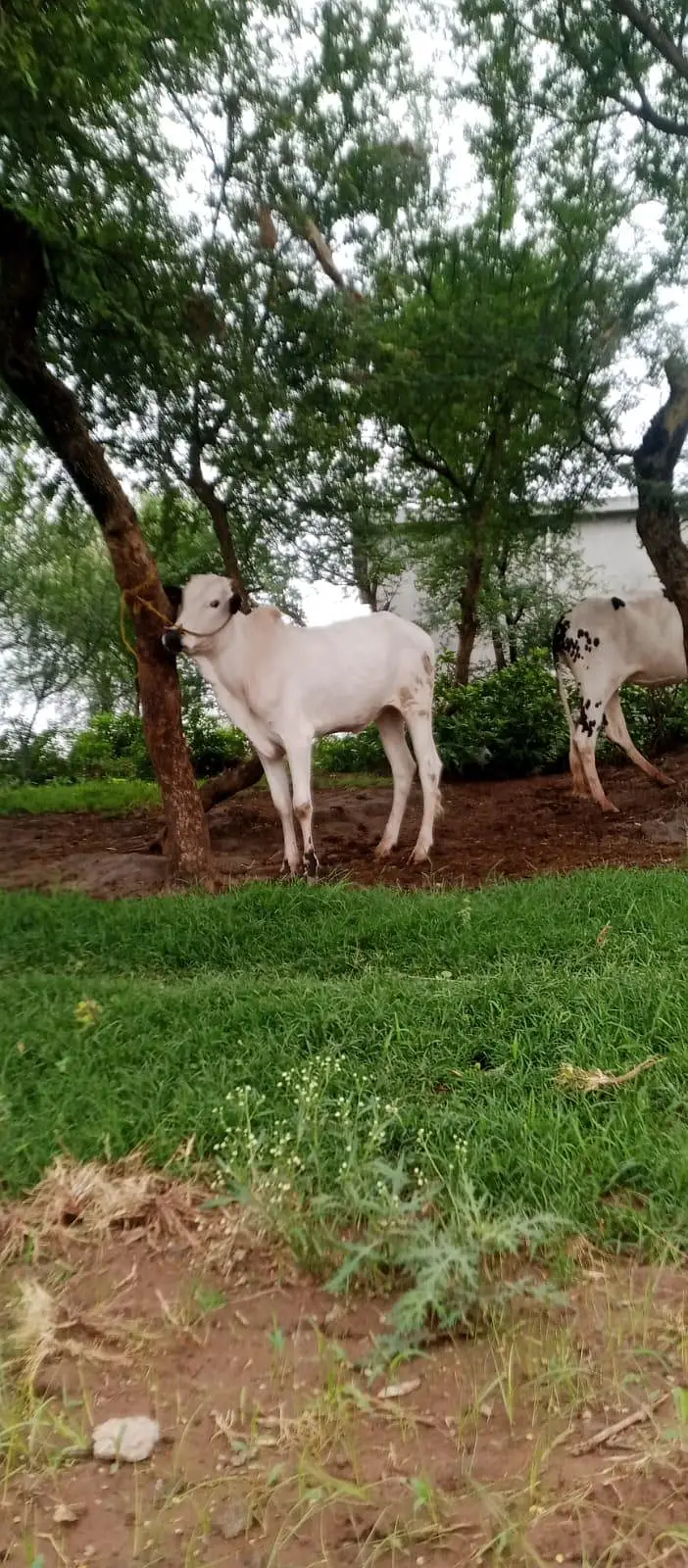 Fateh jangi bull — photo 5