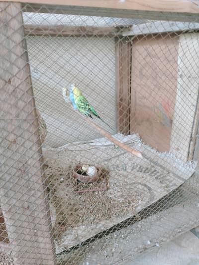budgie