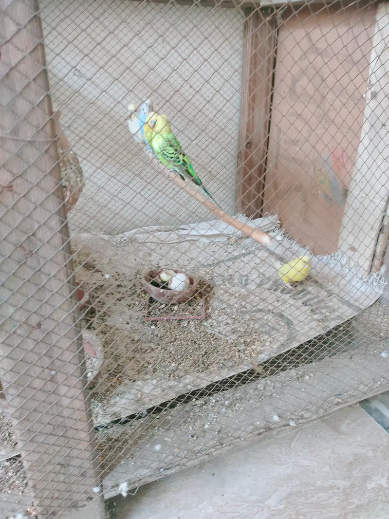 budgie — photo 2