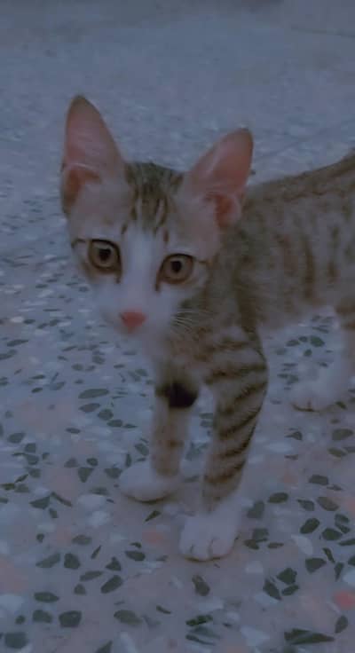 3 months old male kittens available