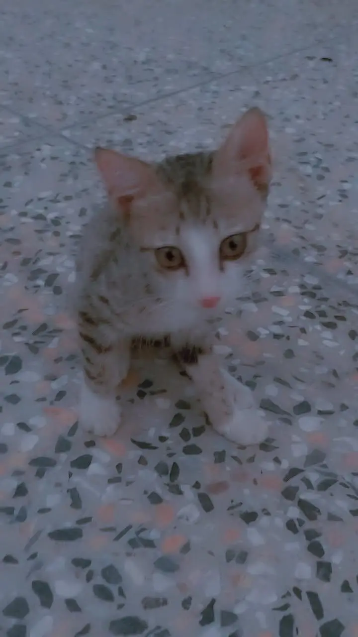 3 months old male kittens available — photo 2