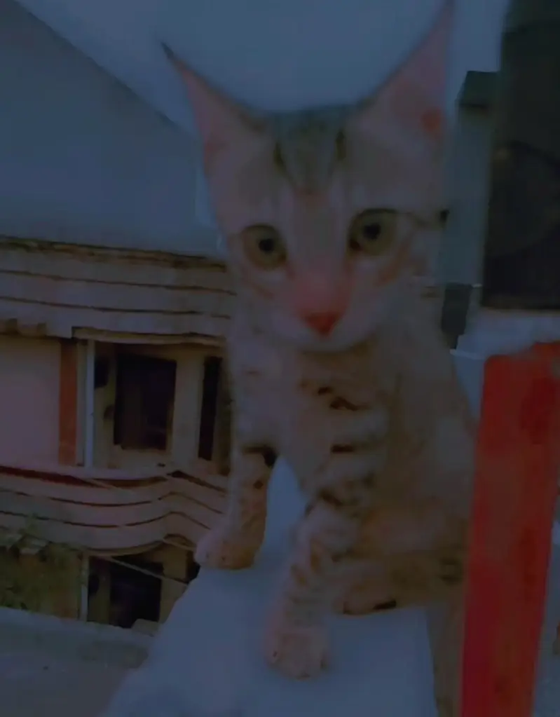 3 months old male kittens available — photo 3