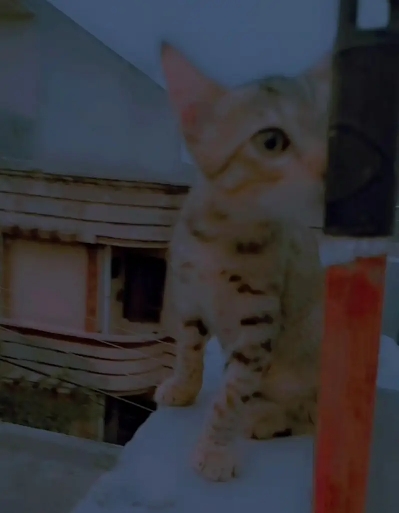 3 months old male kittens available — photo 4