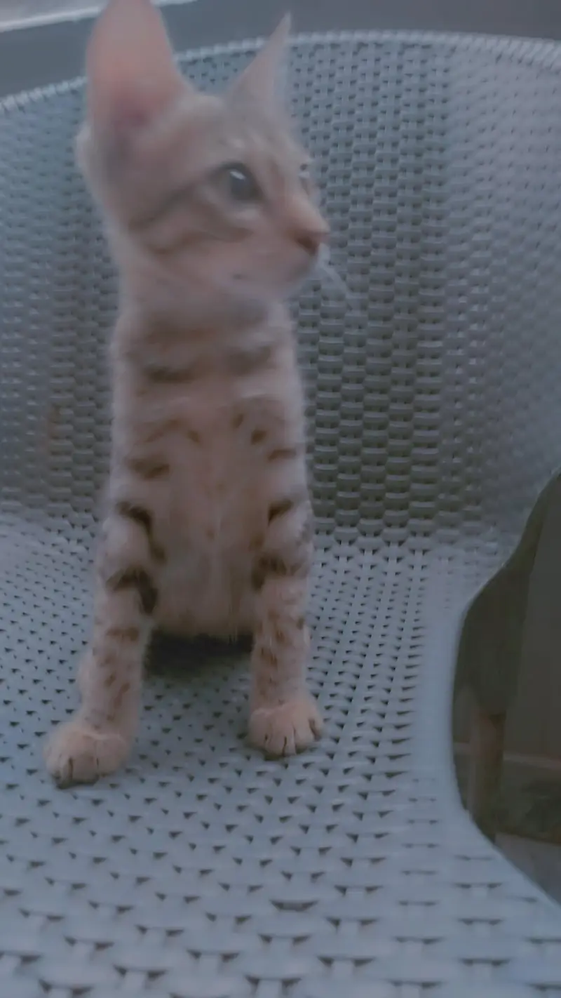 3 months old male kittens available — photo 5