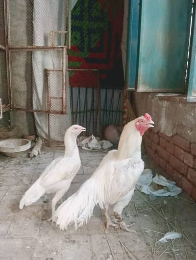 paper white / Aseel Heera pair available for sale l