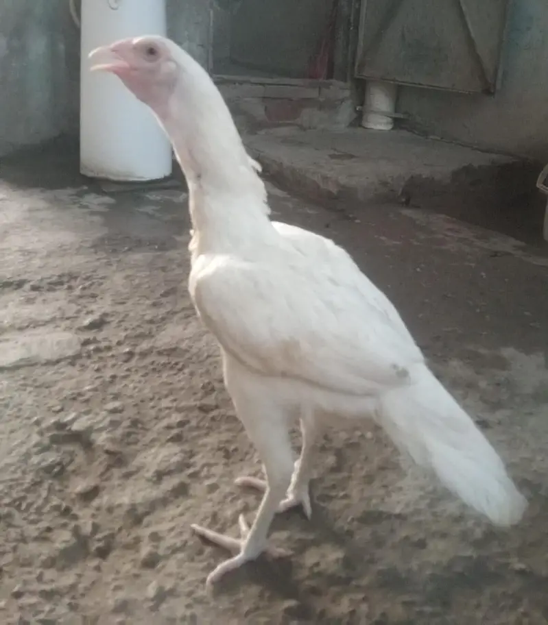 paper white / Aseel Heera pair available for sale l — photo 3