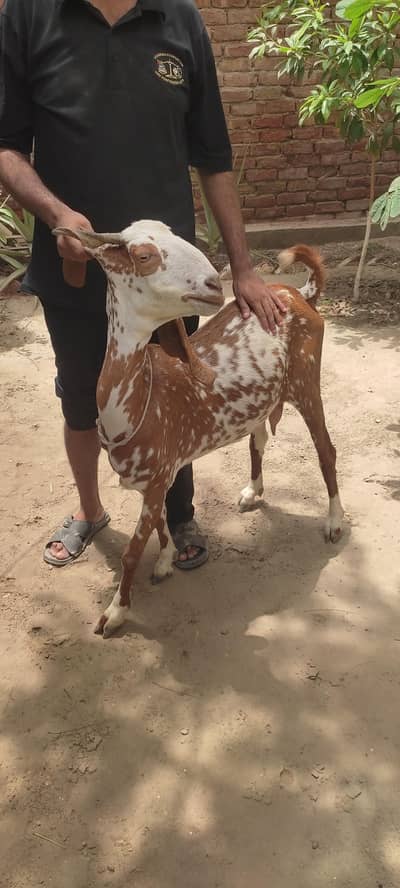 desi bakri