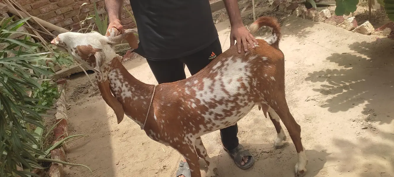 desi bakri — photo 2
