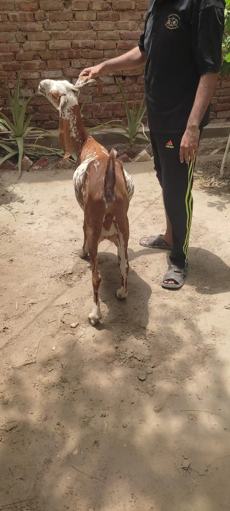 desi bakri — photo 3