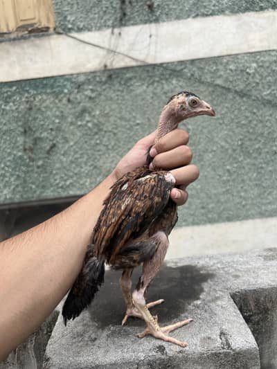 Aseel chicks