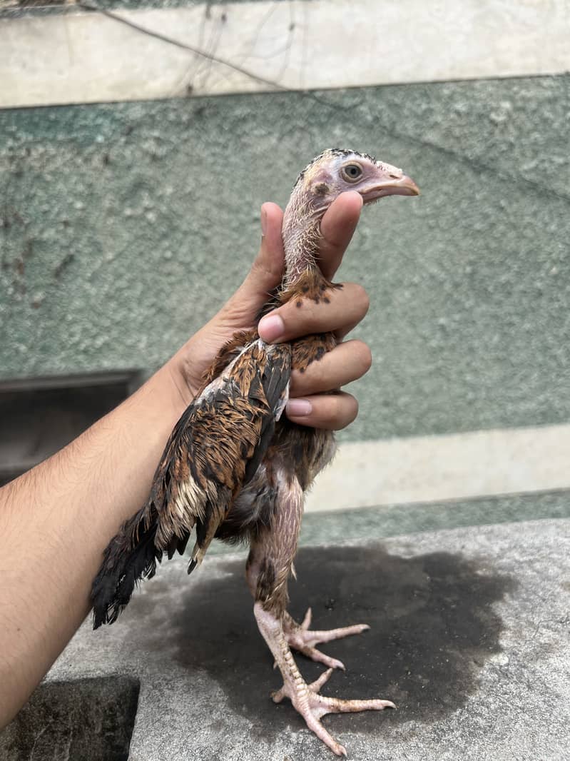 Aseel chicks 3