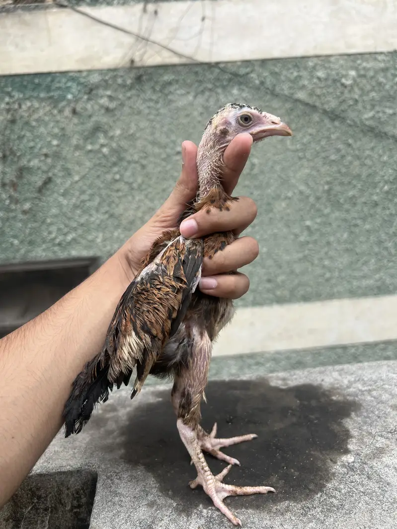 Aseel chicks — photo 4