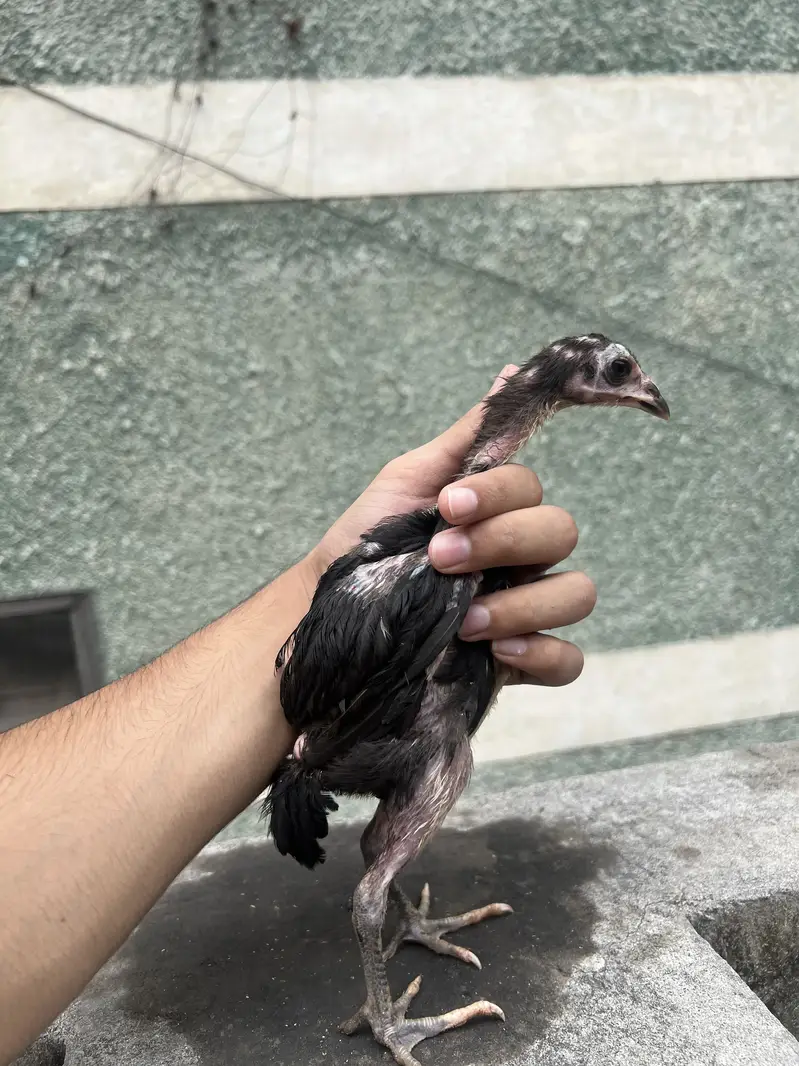 Aseel chicks — photo 6