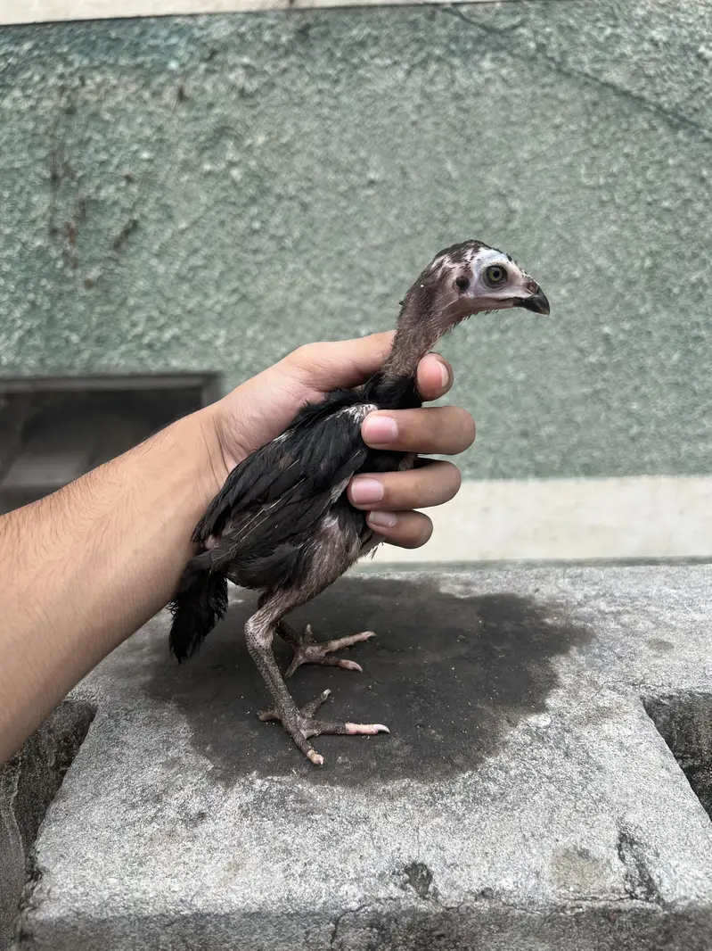 Aseel chicks — photo 7