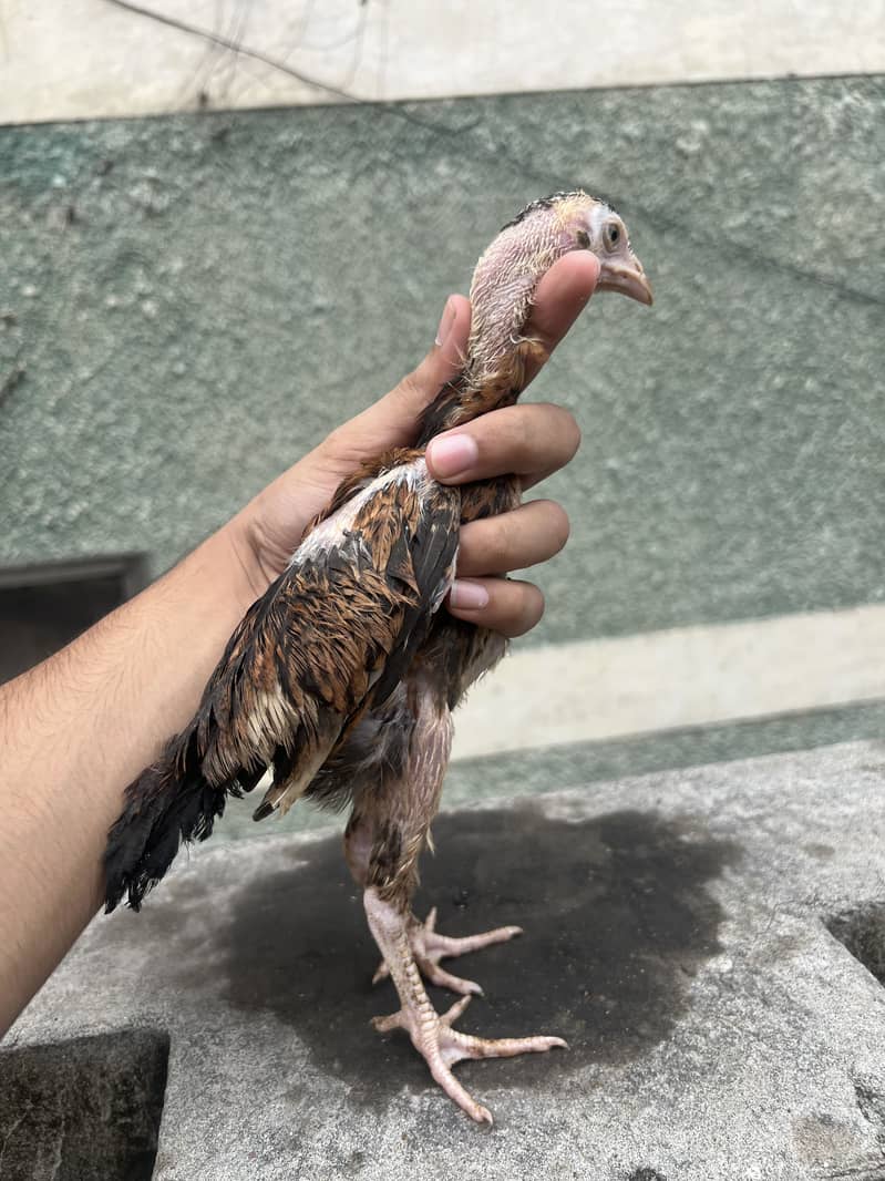 Aseel chicks 7