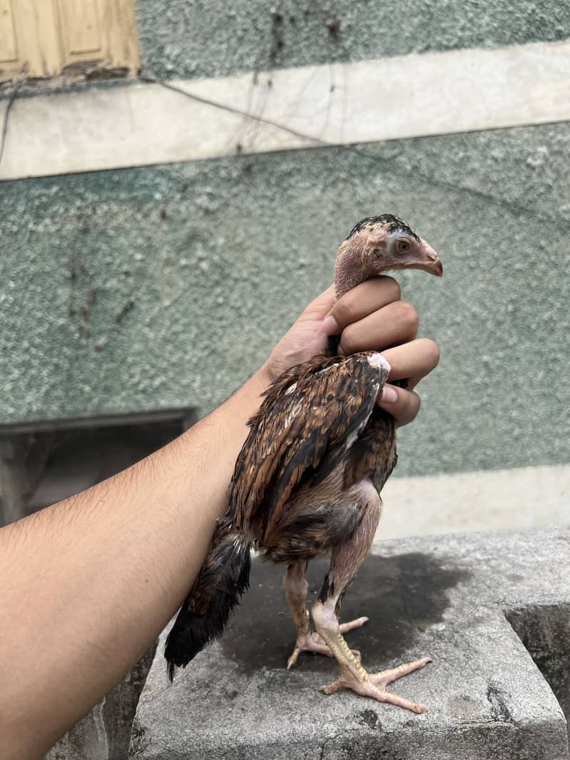 Aseel chicks 8