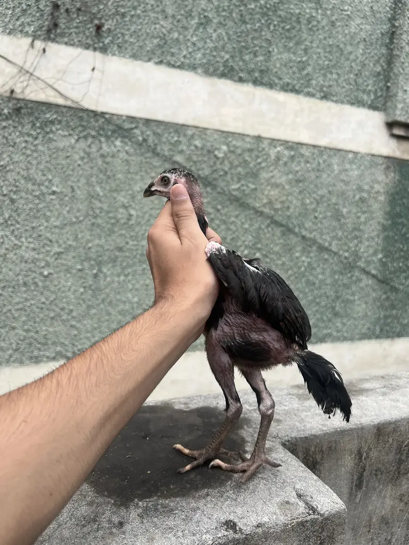Aseel chicks — photo 10