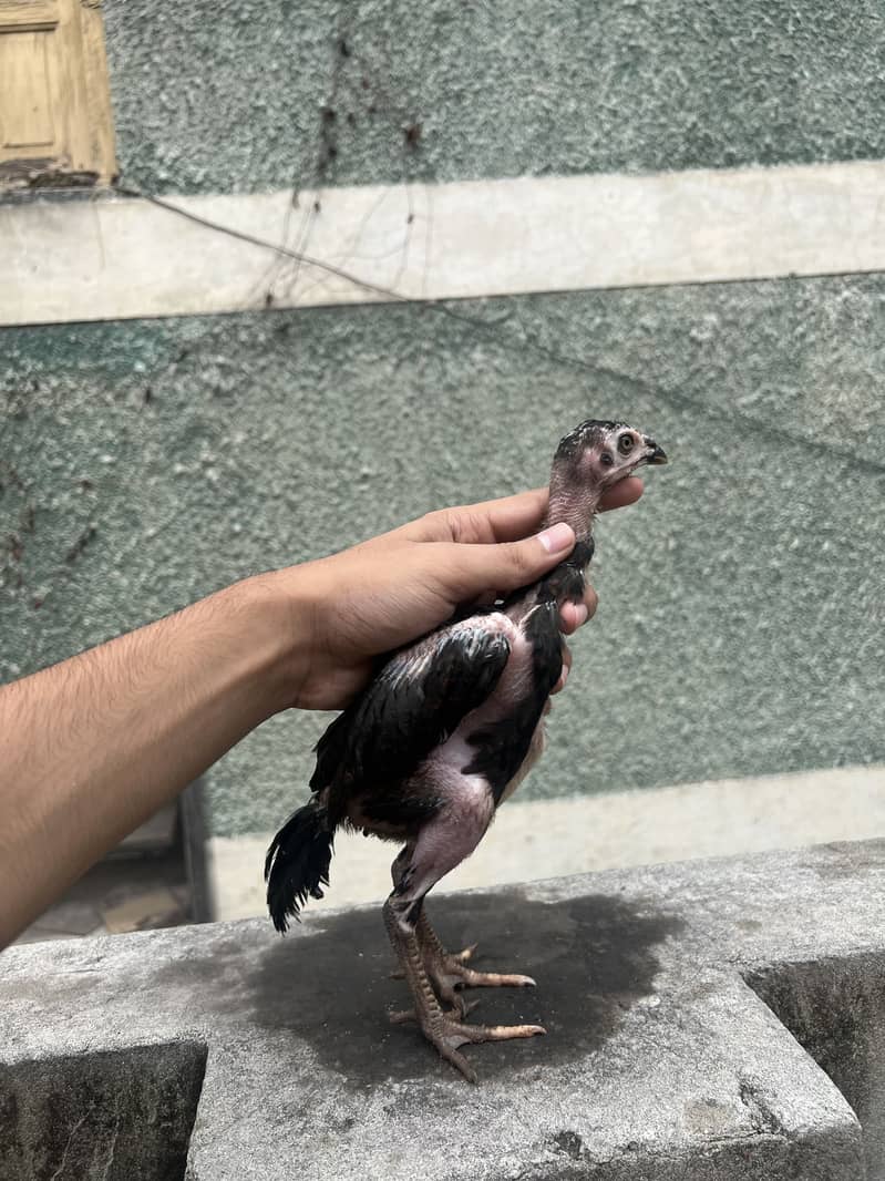 Aseel chicks 2