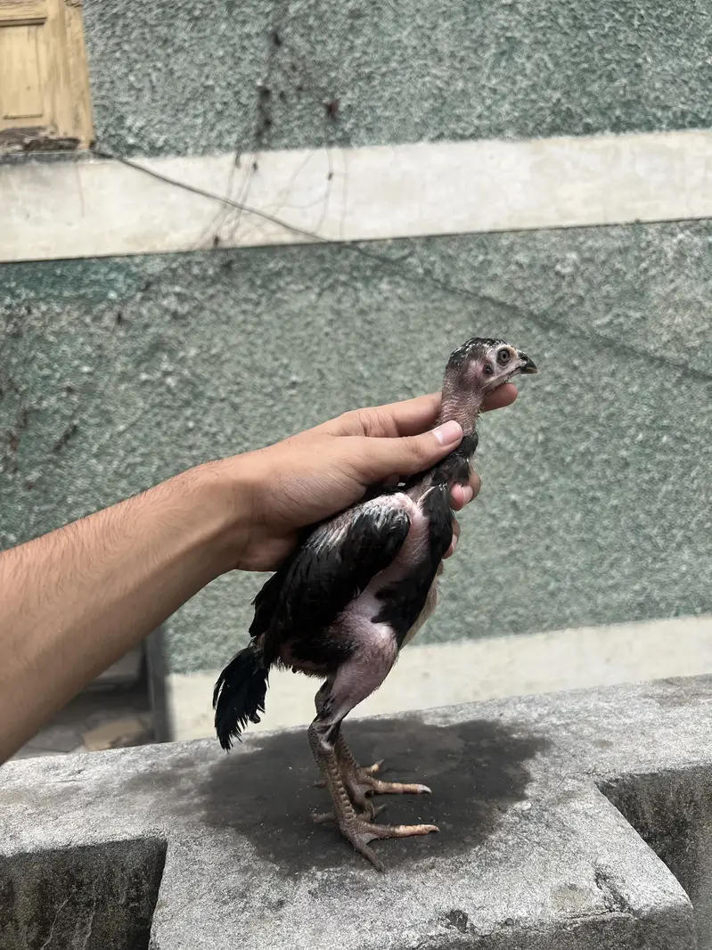 Aseel chicks — photo 3